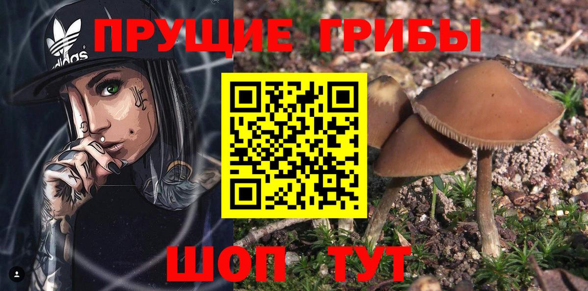 Рубцовск  Псилоцибиновые грибы Psilocybe  купить наркотик  Вход с VPN 